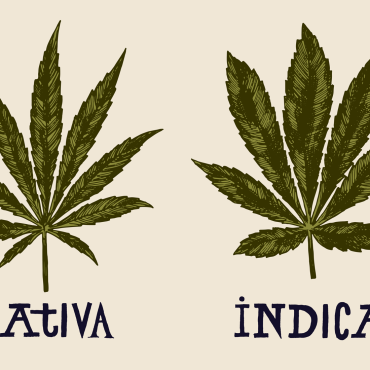 Sativa vs. Indica: Breaking Down Marijuana Strains