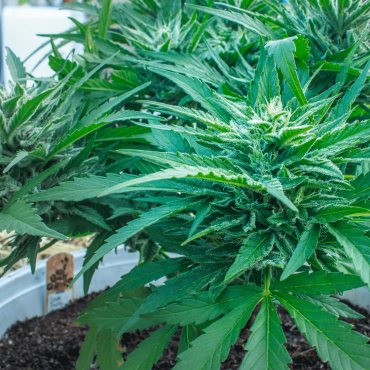 Sour Diesel Cannabis (Weed) Strain Review