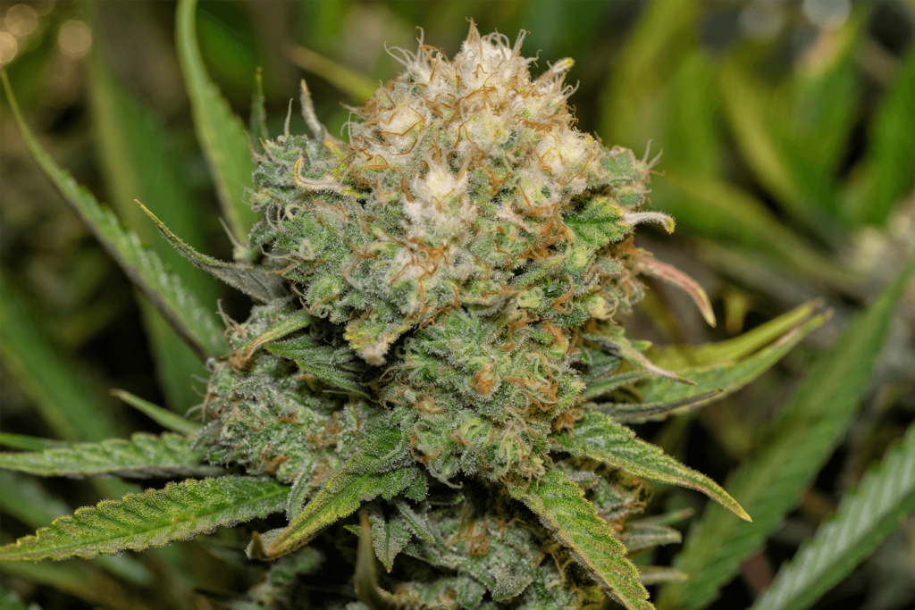 White Widow Indica Weed Strain White Widow Indica Marijuana (Weed) Strain