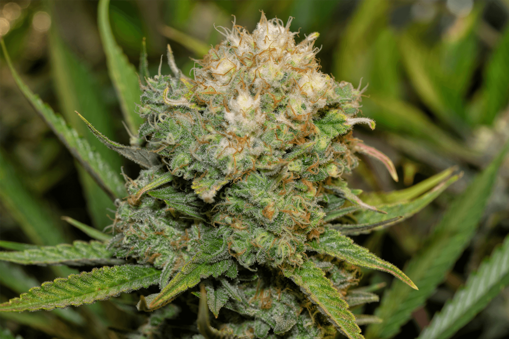 White Widow Indica Marijuana (Weed) Strain