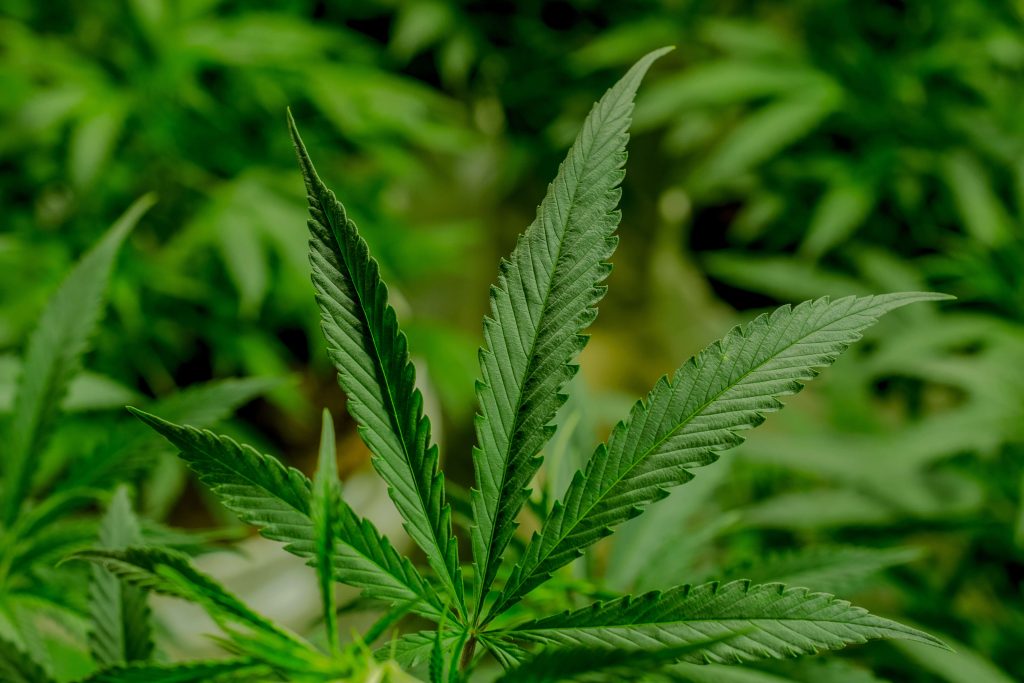 Tangerine Dream Cannabis (Weed) Strain Review Happy Smoking